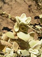 Ballote - Ballota pseudodictamnus (en Corse) (3) (Photo F. Mrugala)